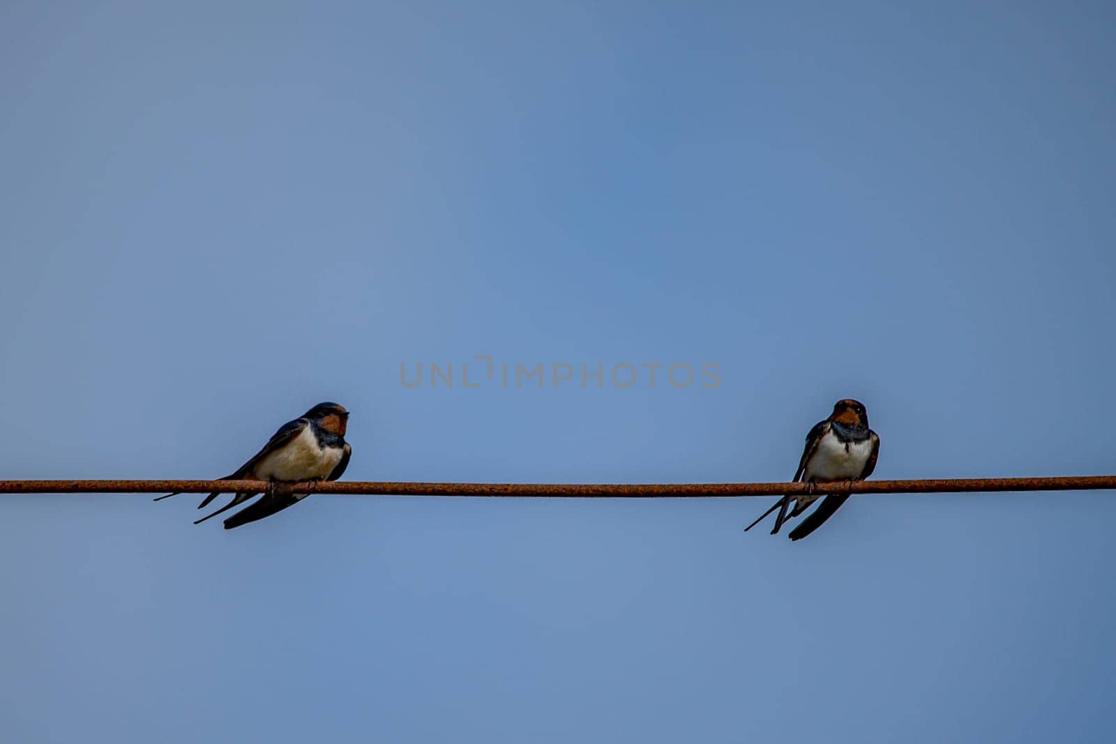 Barn swallows on the wire