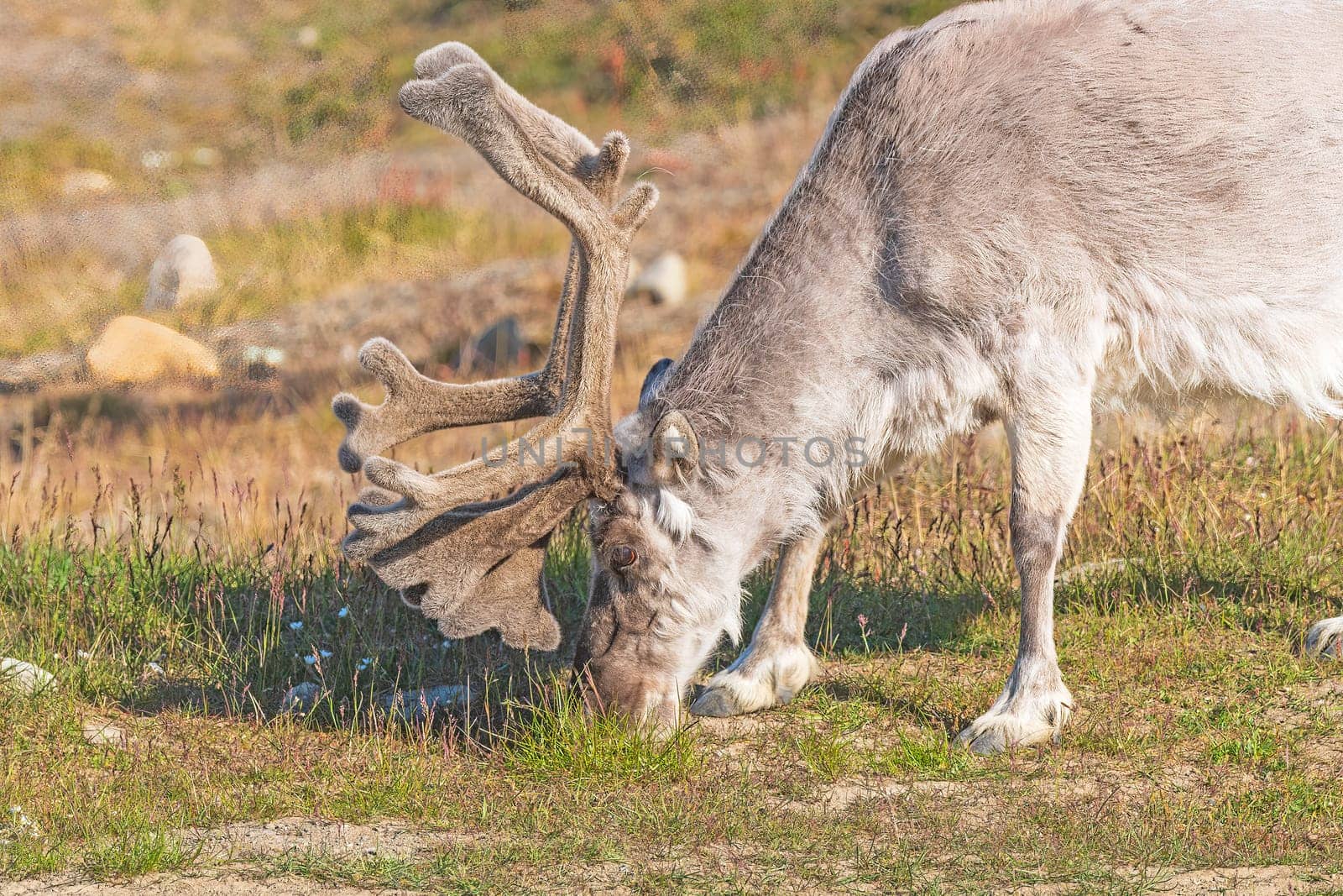 Reindeer Feeding on The Grasses in Longyearbyen, Norway