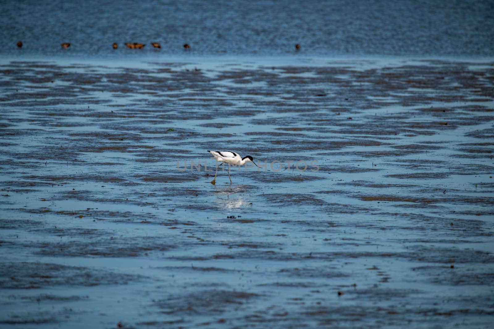 Avocet at the Rantum basin in the Wadden Sea National Park