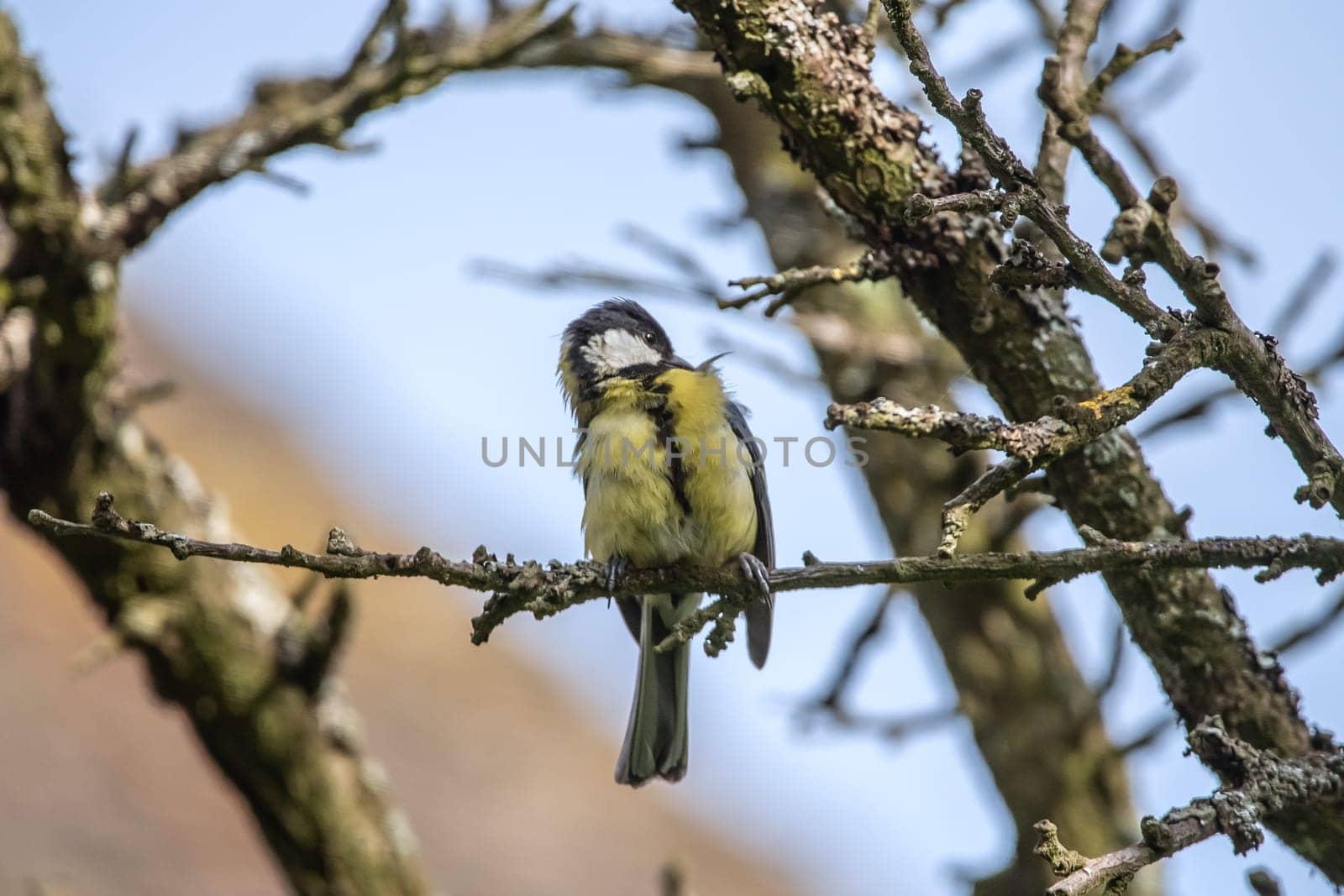 Great tit sits in the branches
