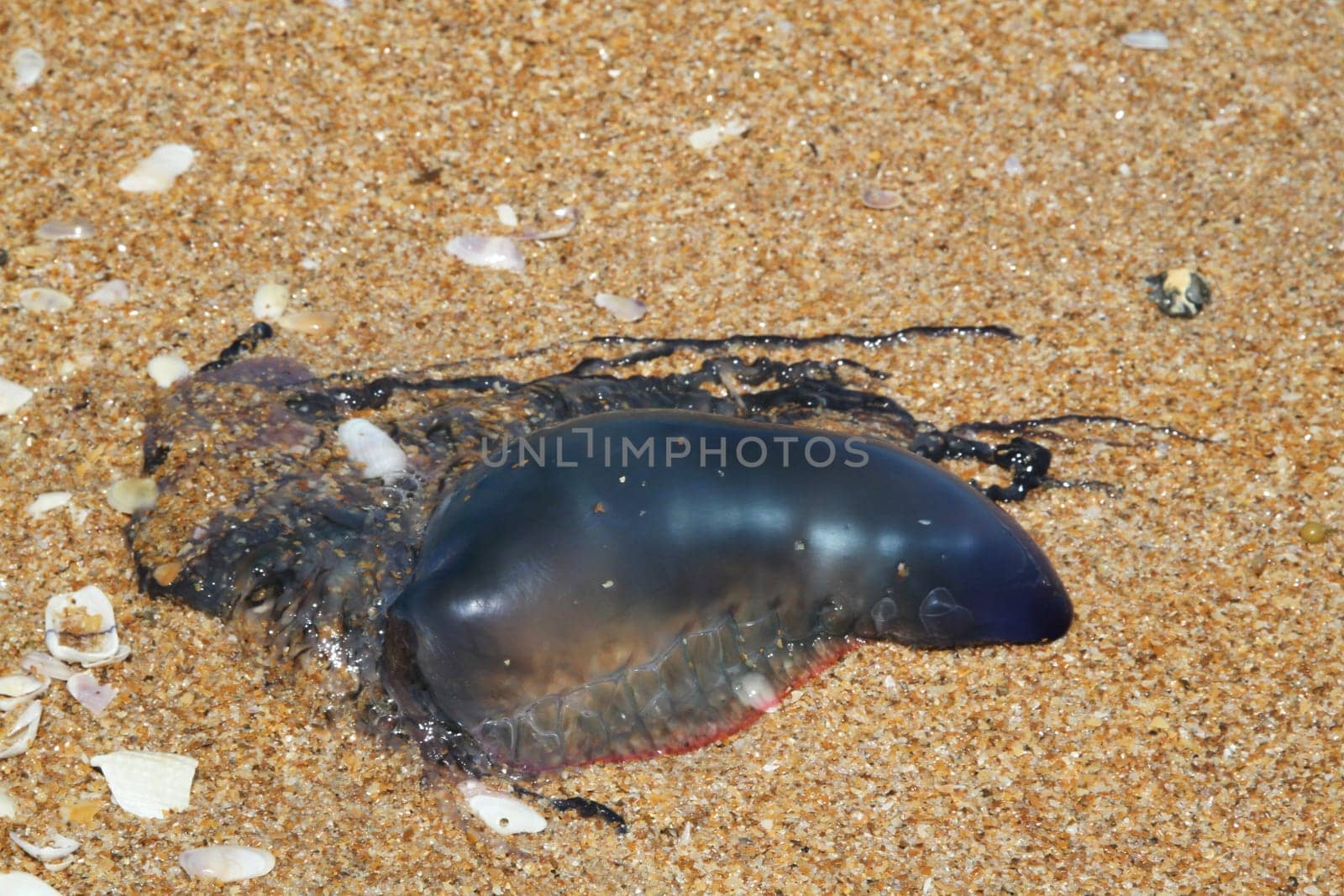 Poisonous tentacles beside dangerous bluebottle Portuguese man o' war jellyfish animal on sand beach
