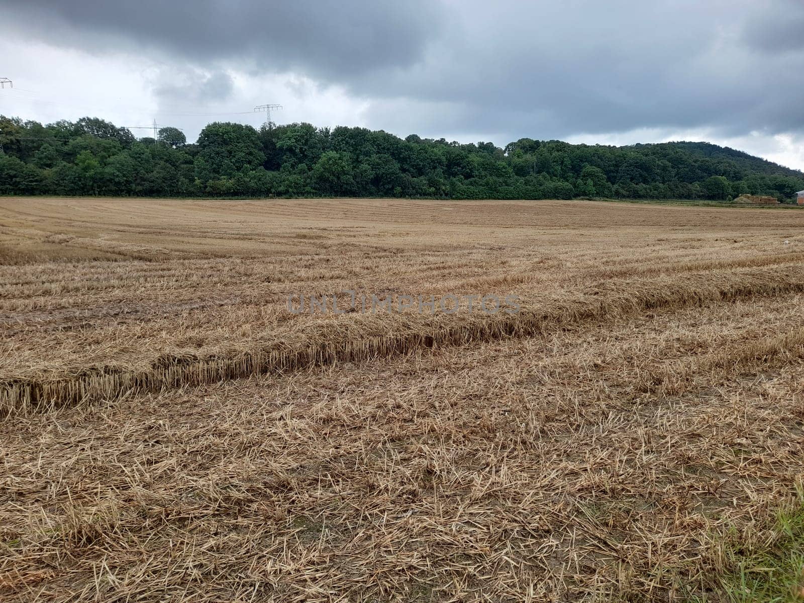 Mowed grain field of barley
