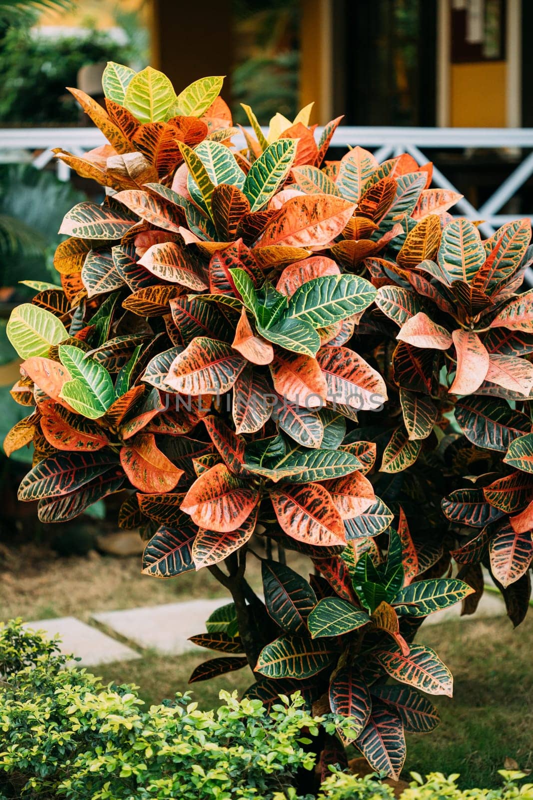 Colorful Crotons - Codiaeum - Bushes Growing Along Walkway, Way Park Garden.