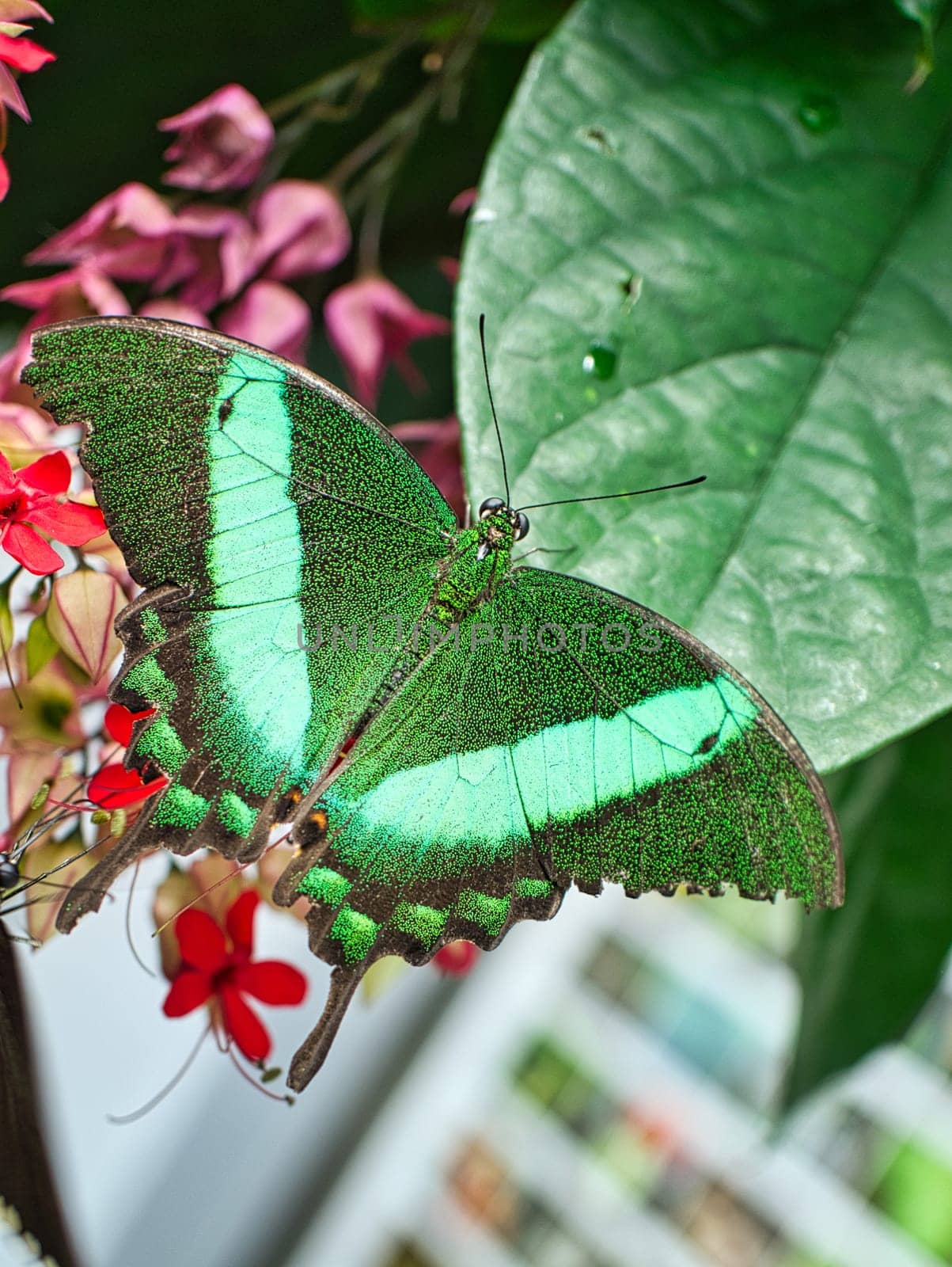 colorful butterfly on a leaf, flower. elegant and delicate. detailed pattern of wings. Cropped insect in closeup