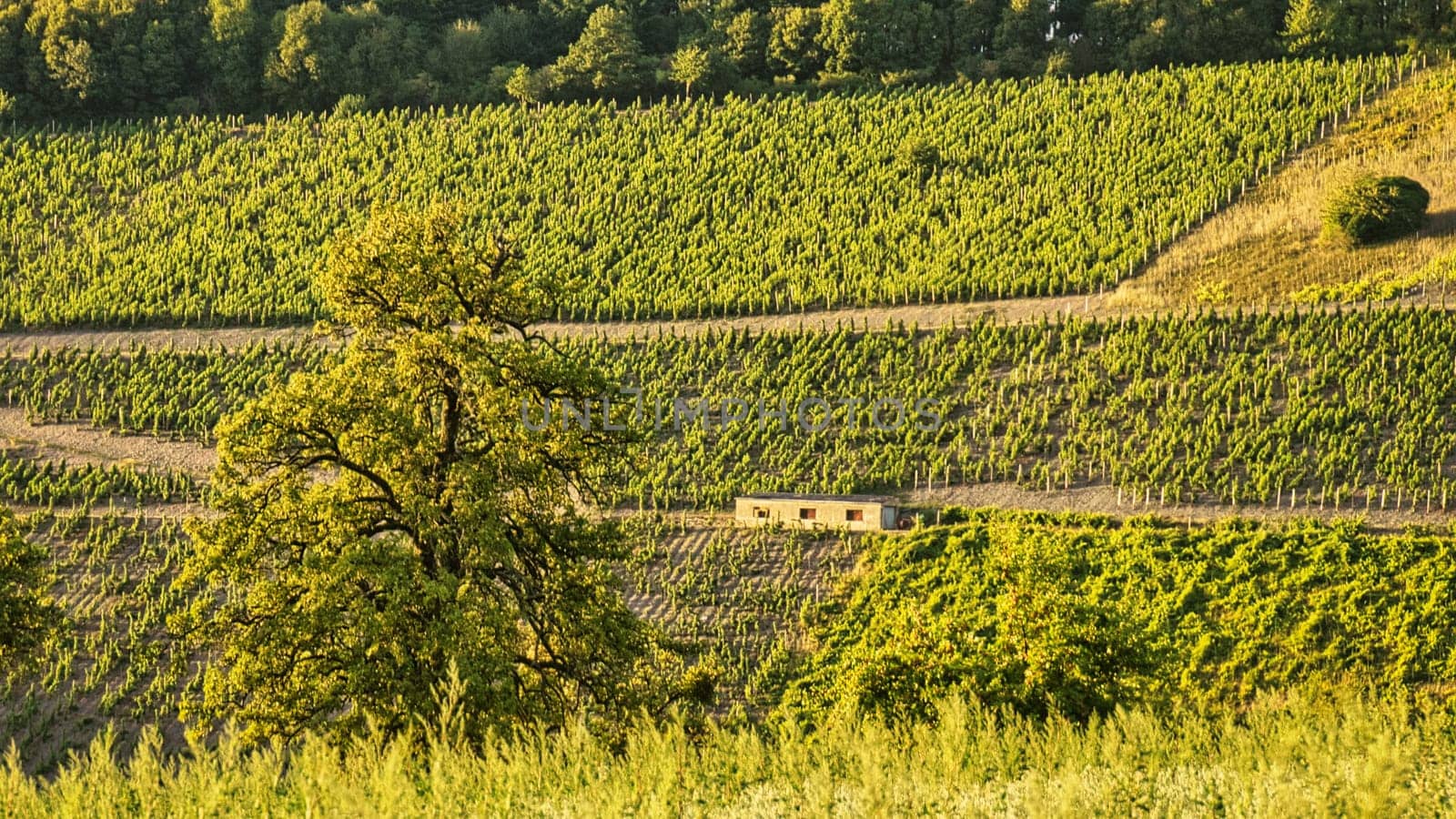 Vineyards in rich colors. The vines with the grapes are ripe. These are taken for consumption or you make wine from them to enjoy.