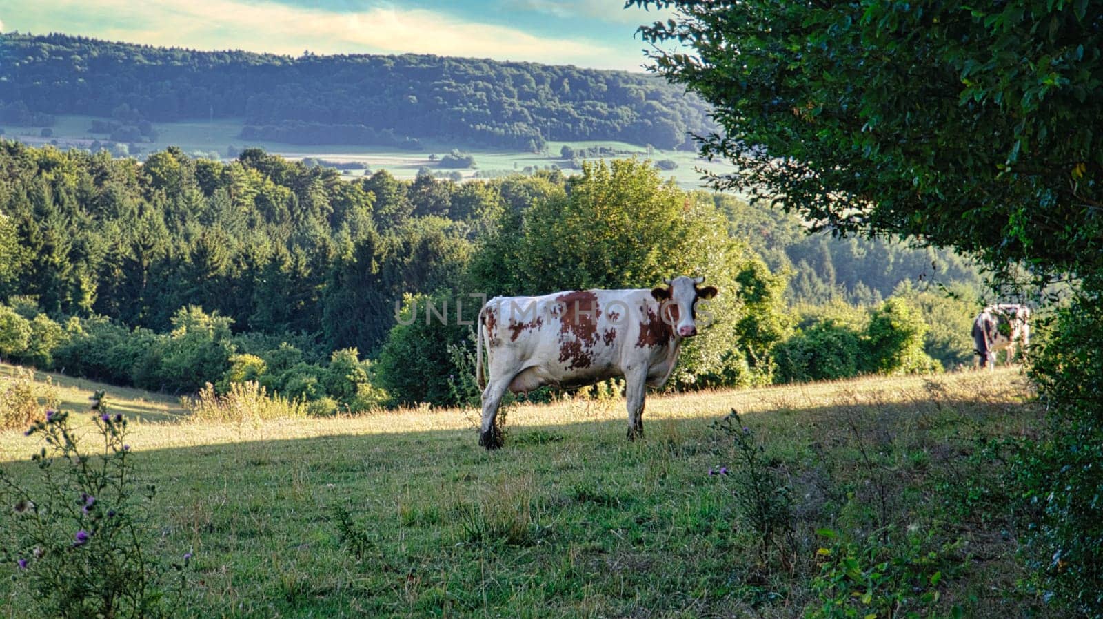 A sunny day in Saarland with a view over meadows into the valley. Some sunny clouds in the sky and cows grazing. A moment to linger, rest and enjoy nature