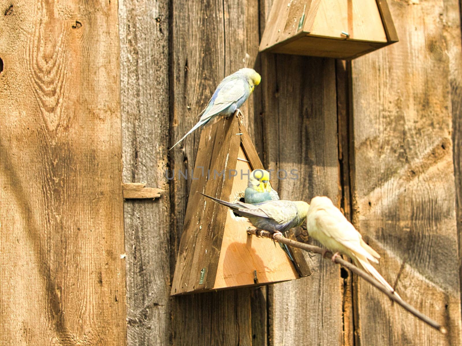 Budgies in decorative environment playing, eating and cuddling. Parakeets in powerful colors. the small birds are very affectionate and curious.