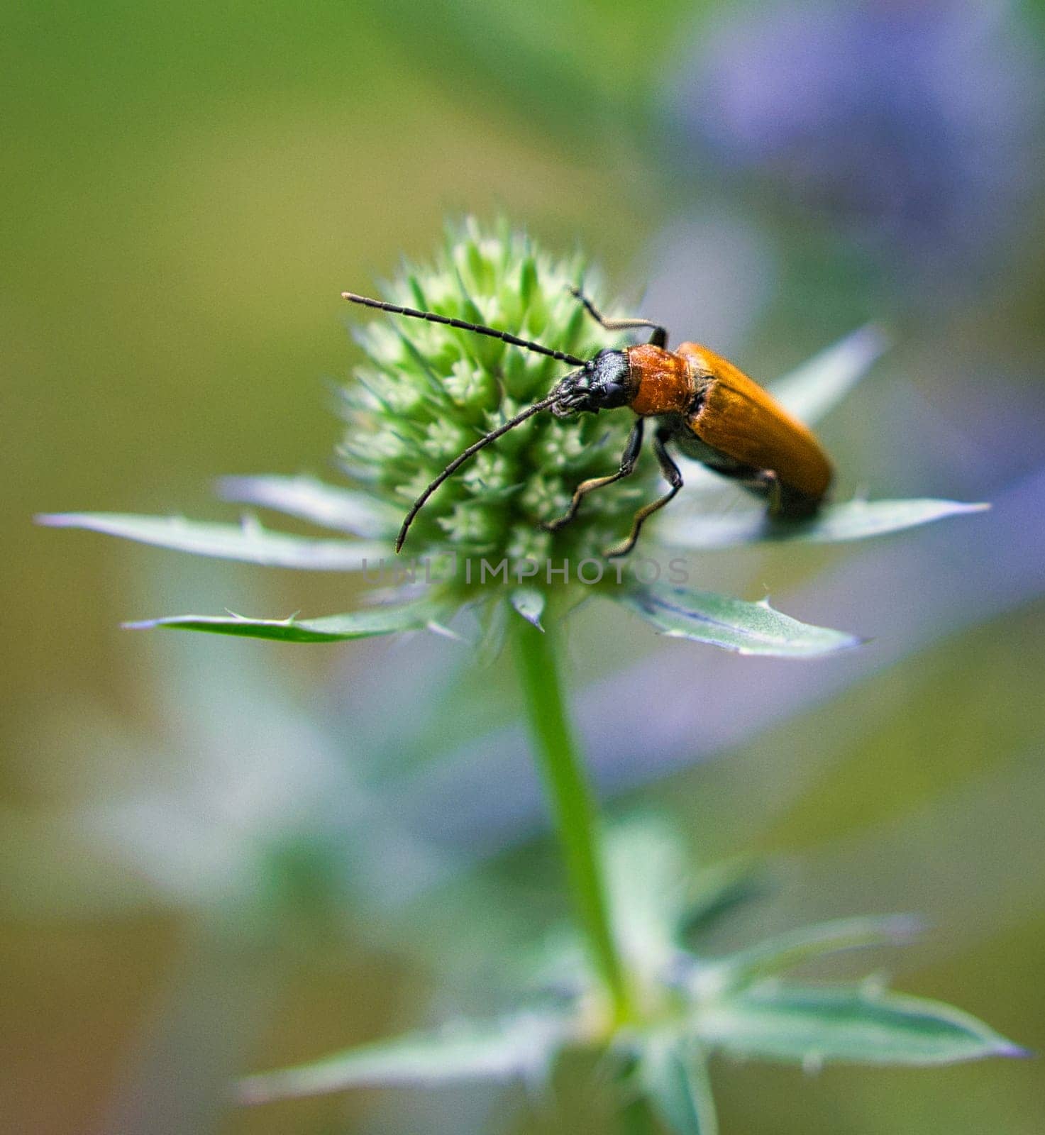 crawling beetle on a flower in macro photography. detailed and interesting insects in their environment