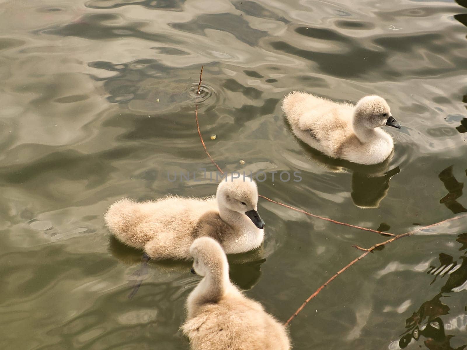 Chicks mute swan swimming in the water. Fluffy feathers of the small waterfowl. Animal photo of birds