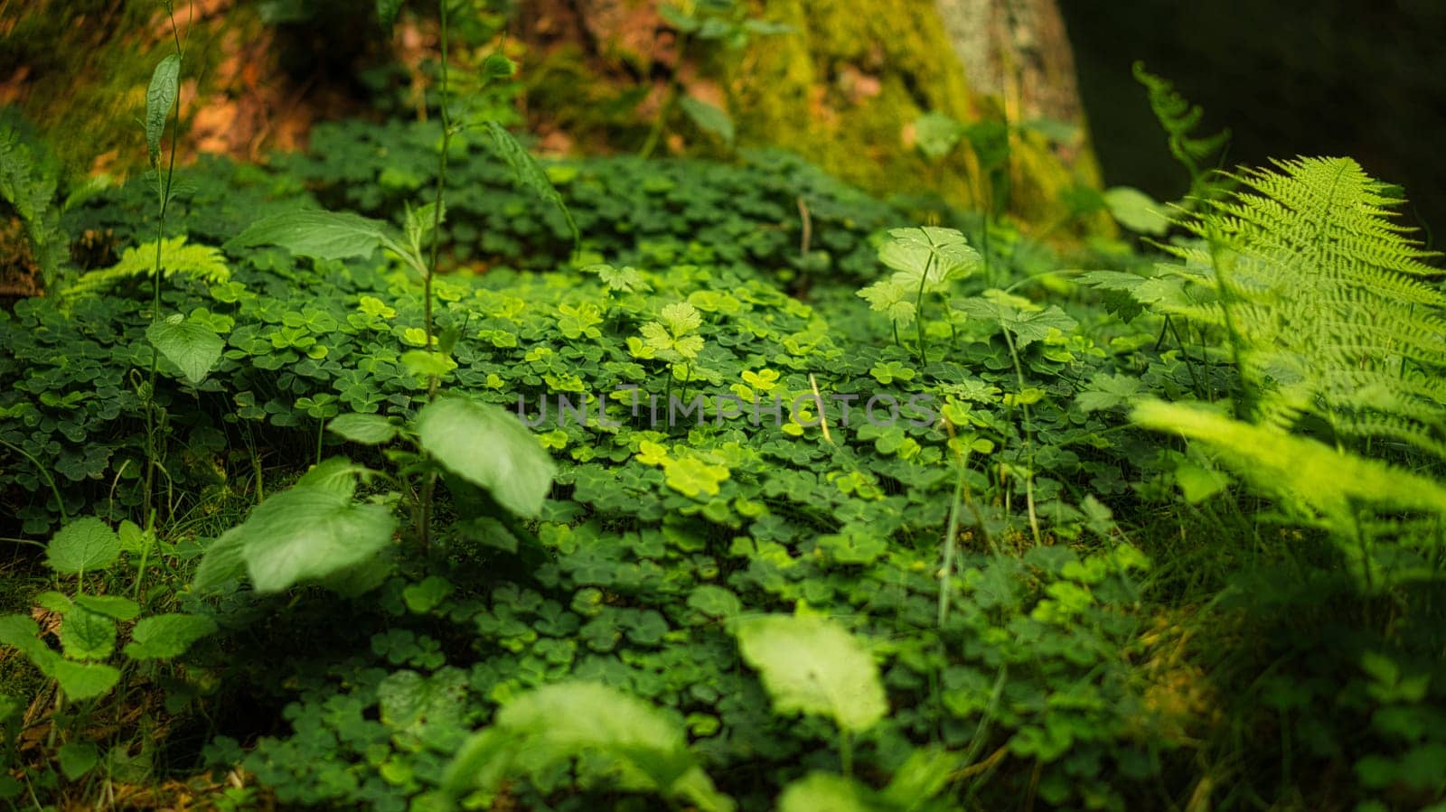 Clover field in the forest on a tree. Clover is the lucky charm that you can discover while walking in the forest. walk in nature