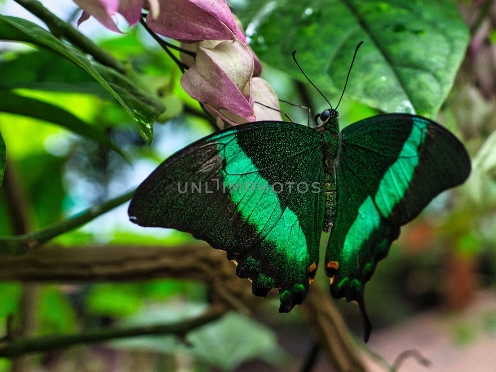 colorful butterfly on a leaf, flower. elegant and delicate. detailed pattern of wings