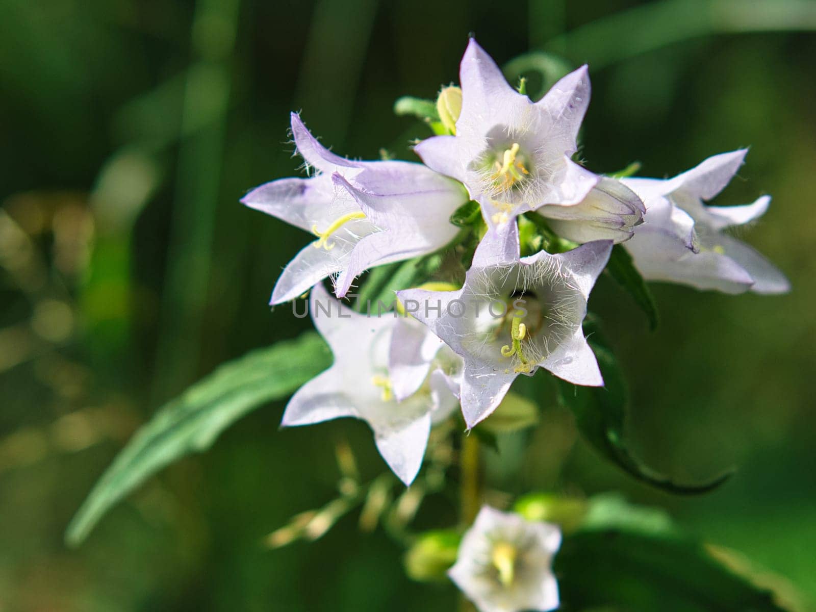 close up of a blossom of a beautiful flower. detailed single shot. Colorful and unique as nature is