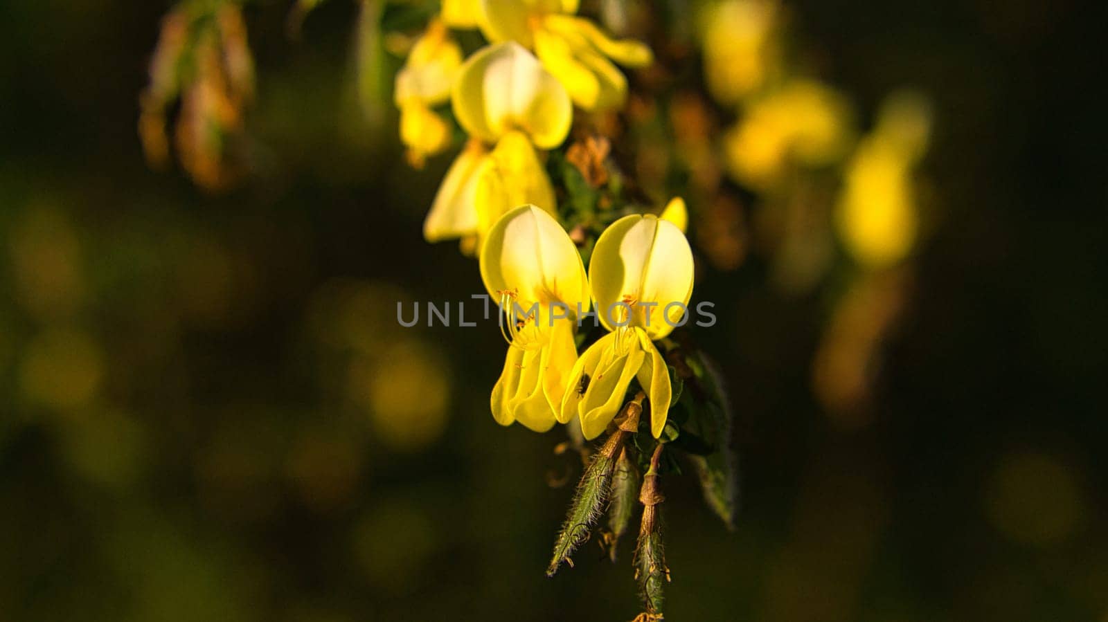 yellow broom flower on broom bush. Close up of a plant. Flower from the garden. Nature shot