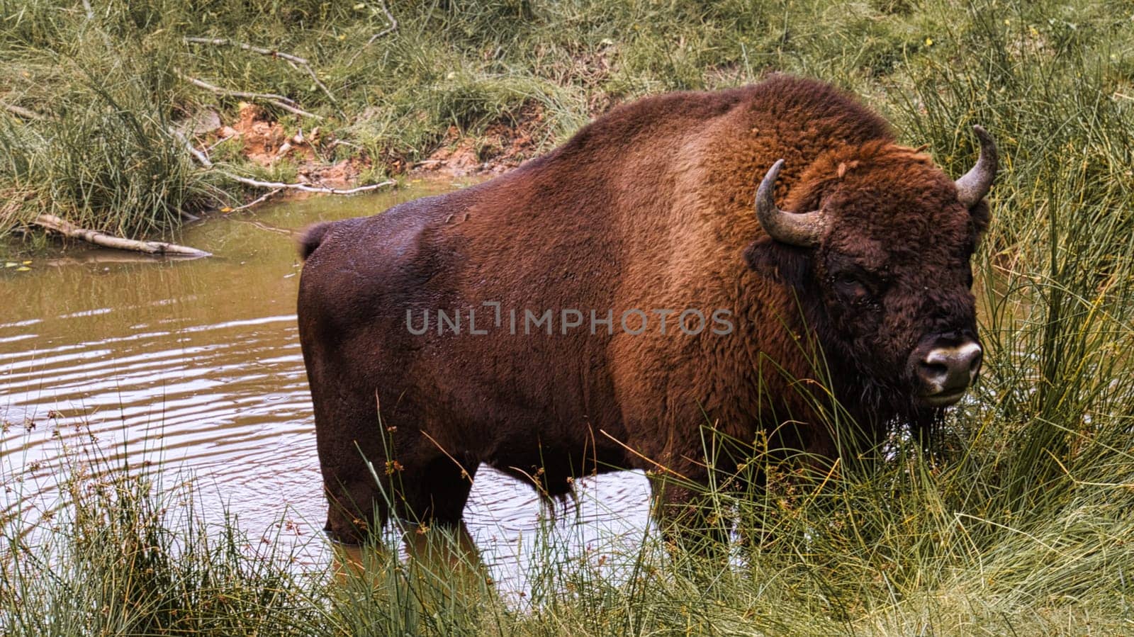 bison at the waterhole cooling down. big mammal in brown with big horns. meadow for grazing around the water