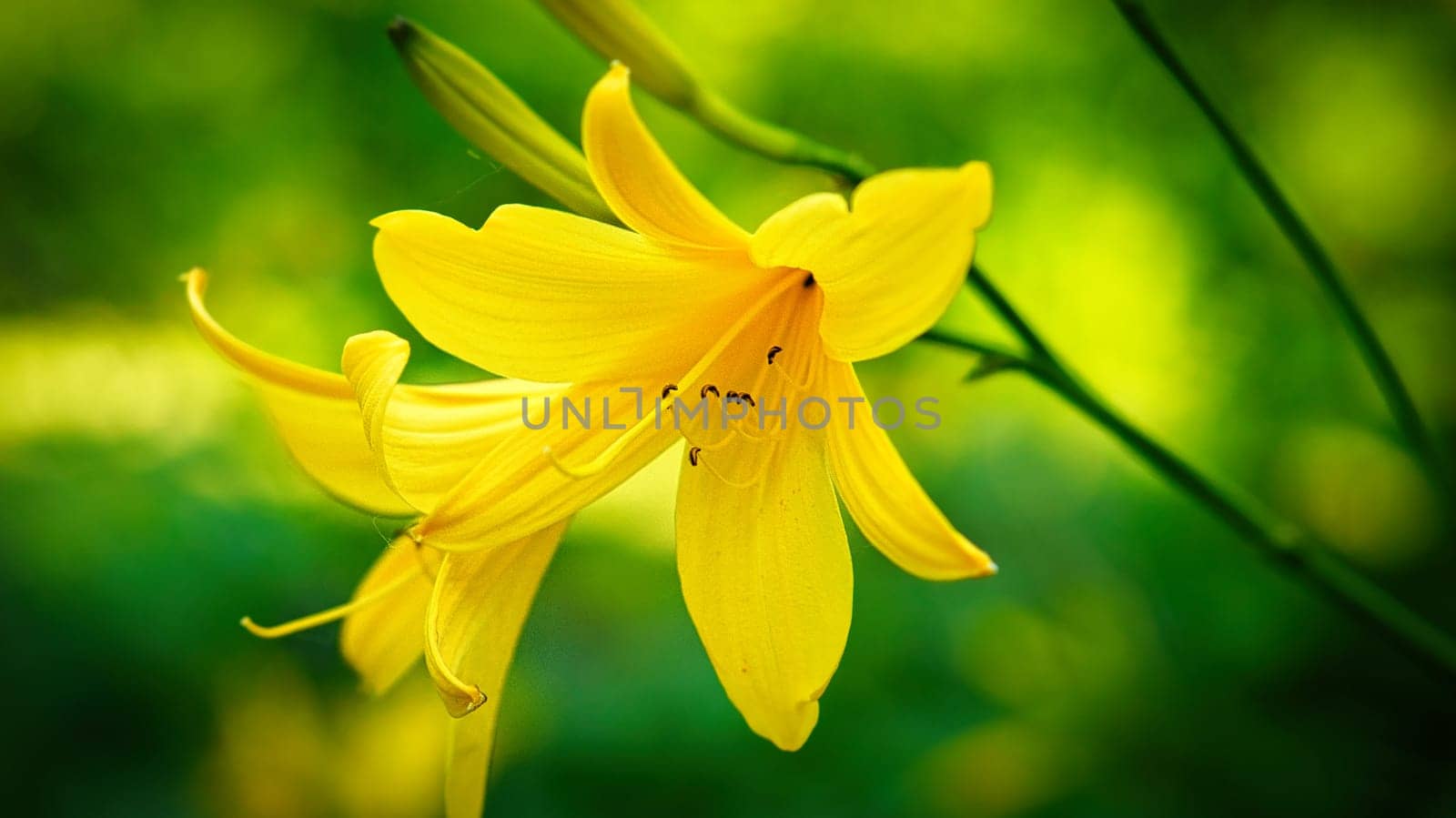 gorgeous yellow lily with beautiful bokeh. Green leaves complete the color harmony. Flowers photo. Nature shot.