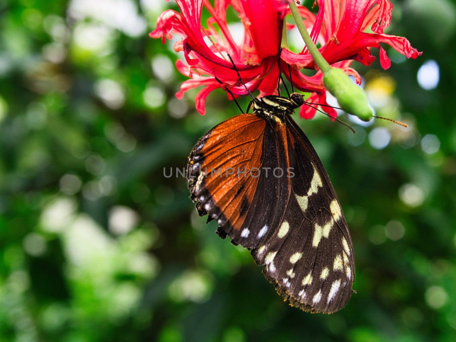 colorful butterfly on a leaf, flower. elegant and delicate. detailed pattern of wings