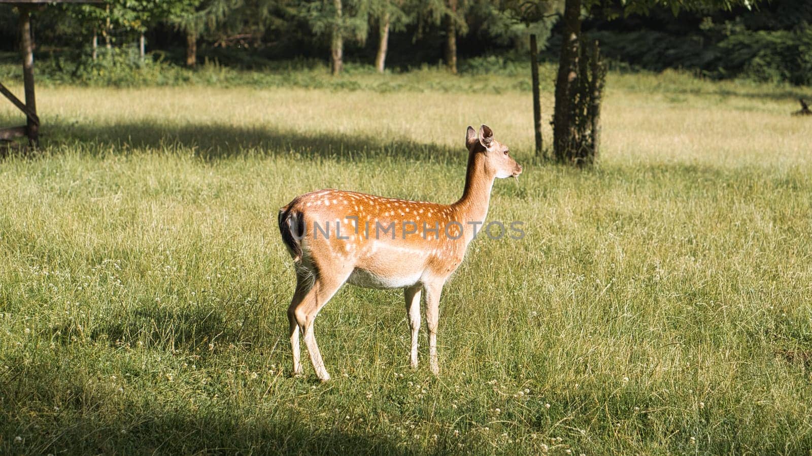 Deer on a meadow while grazing. the deer cow eats relaxed from the grass. Animal shot in nature