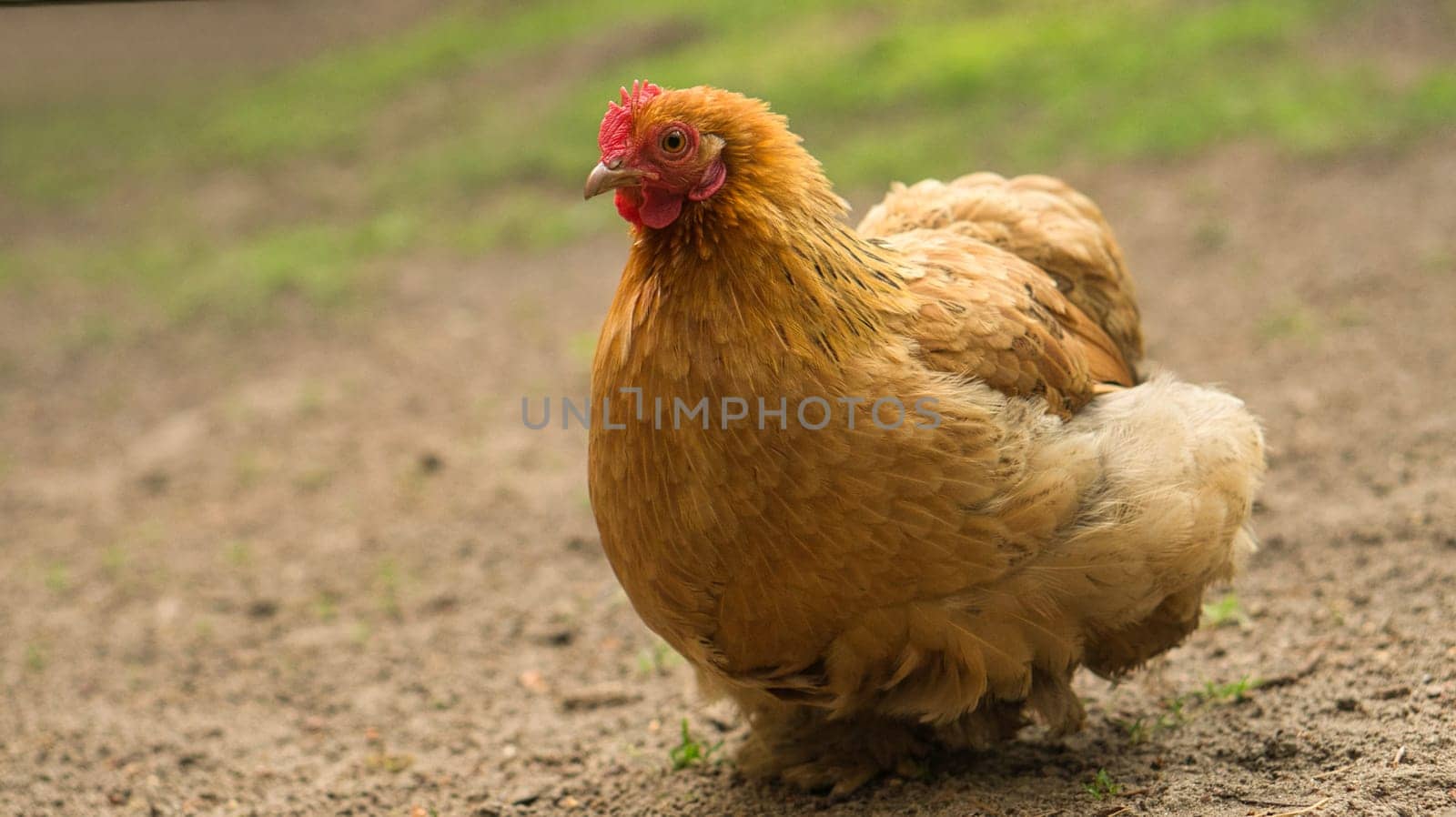 Hen on a farm looking for food. The free-living birds scratching on the ground