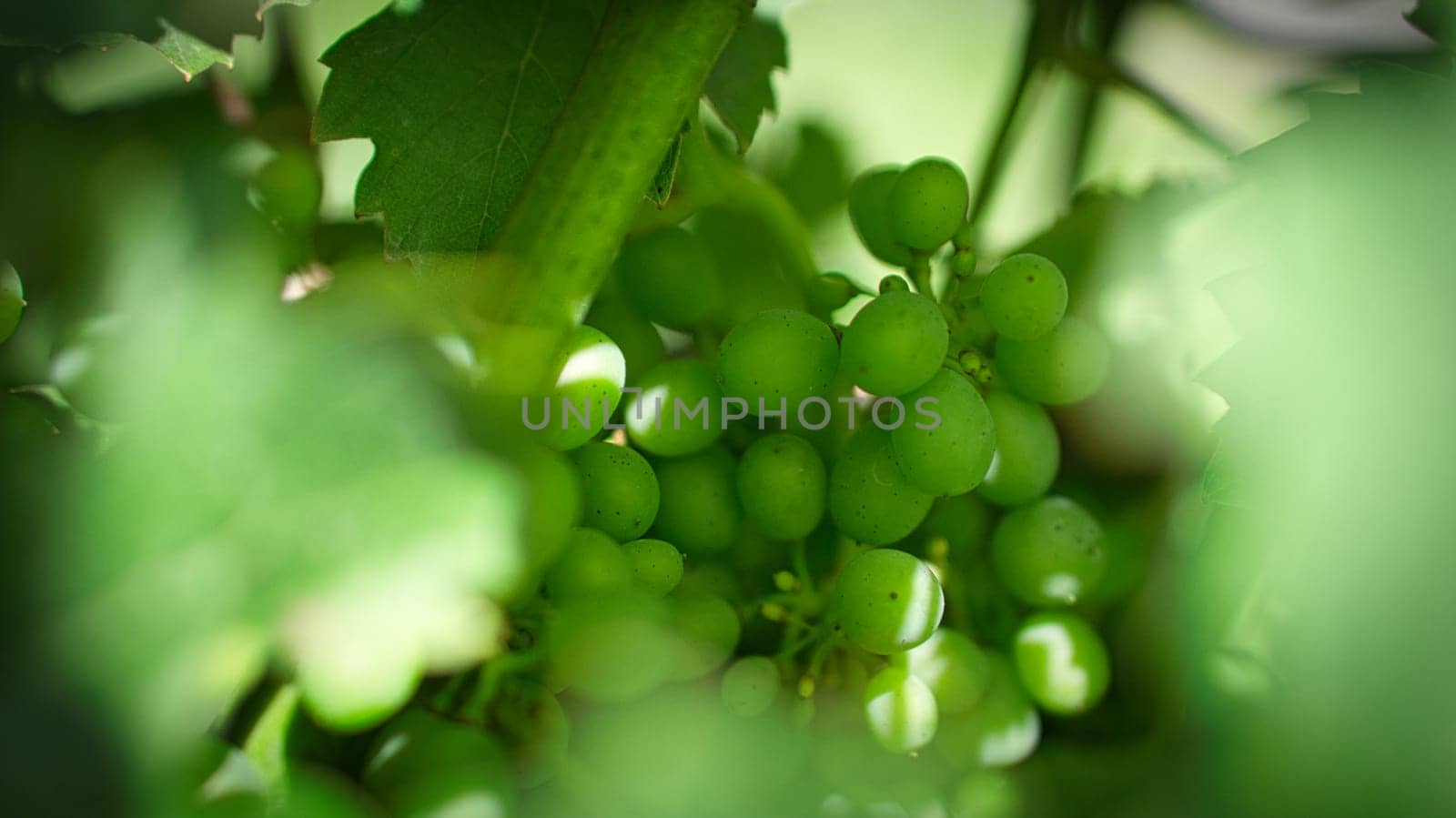 Grapes in rich colors. The vines with the grapes are ripe. These are taken for consumption or you make wine from them to enjoy.