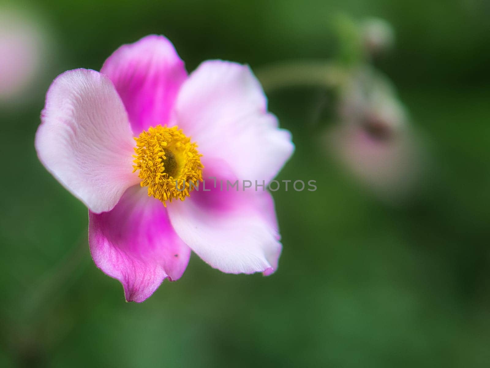close up of a blossom of a beautiful flower. detailed single shot. Colorful and unique as nature is