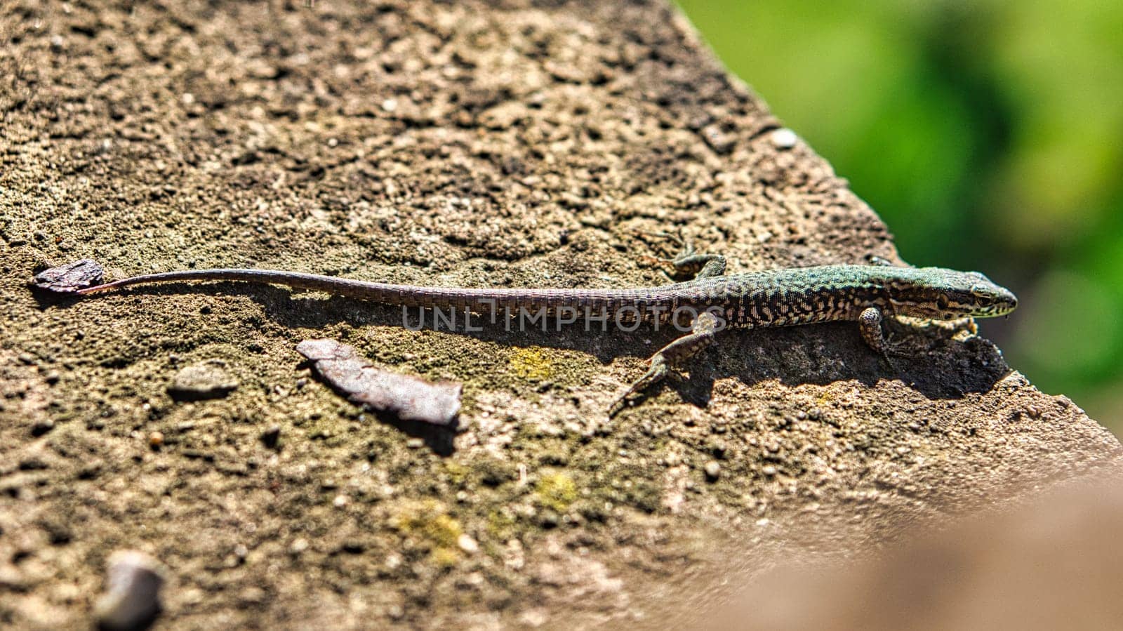 a lizard takes a sunbath on a stone. the shy brown bagen animals are very nimble but also curious