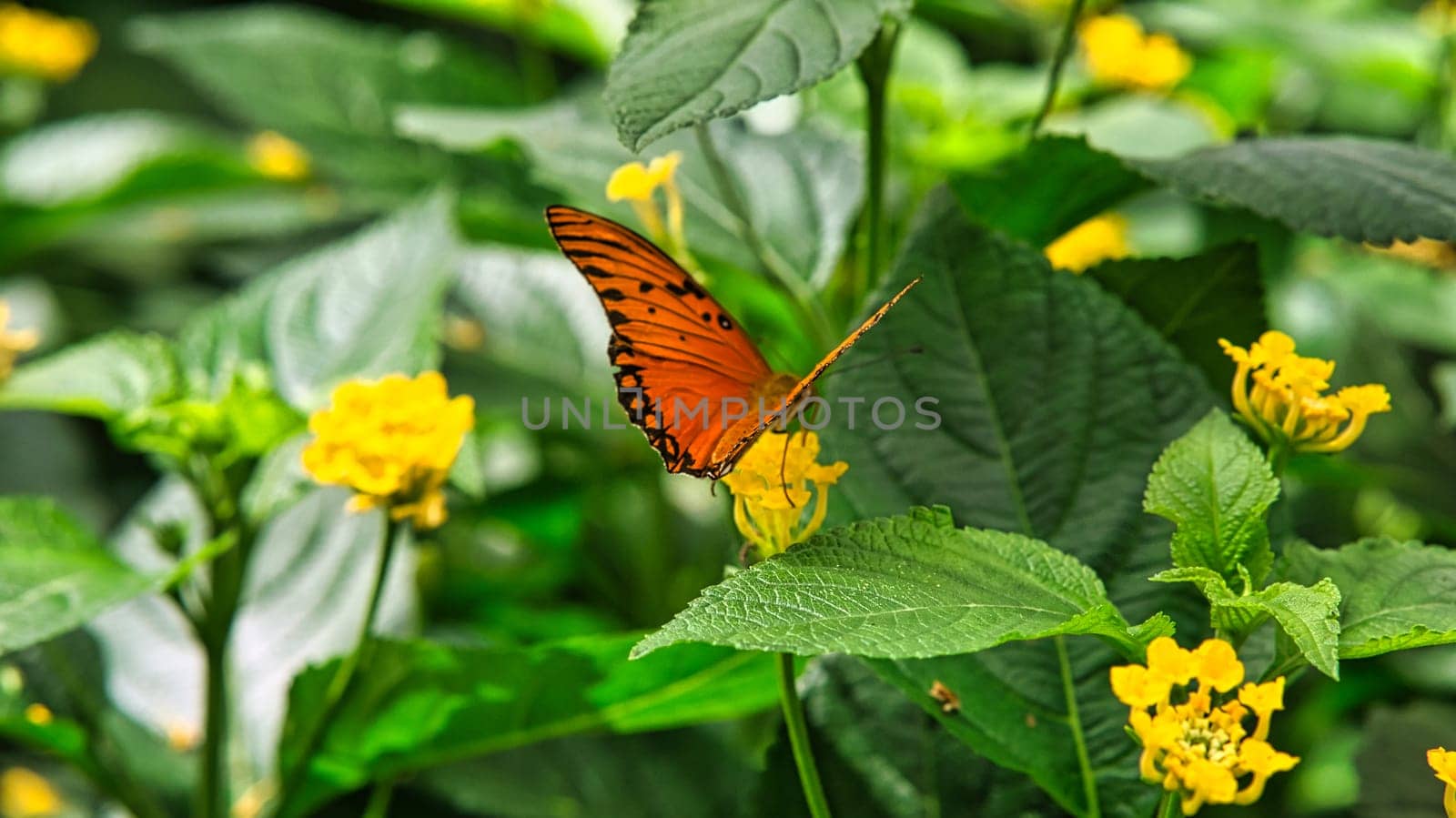colorful butterfly on a leaf, flower. elegant and delicate. detailed pattern of wings. Cropped insect in closeup