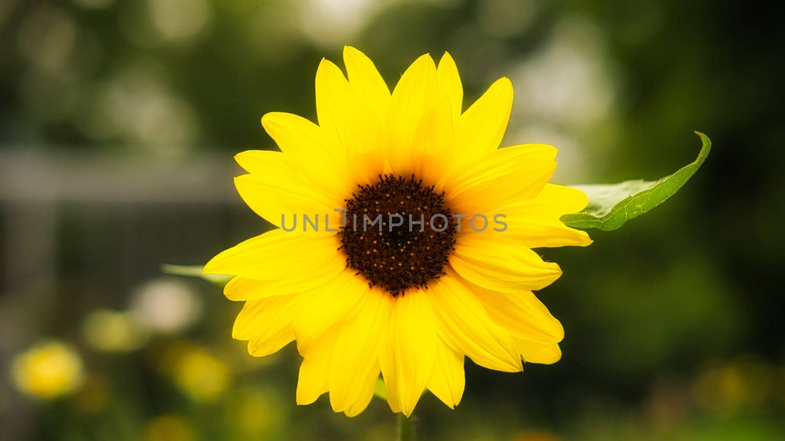Sunflower taken individually in a flower meadow. Romantic sight