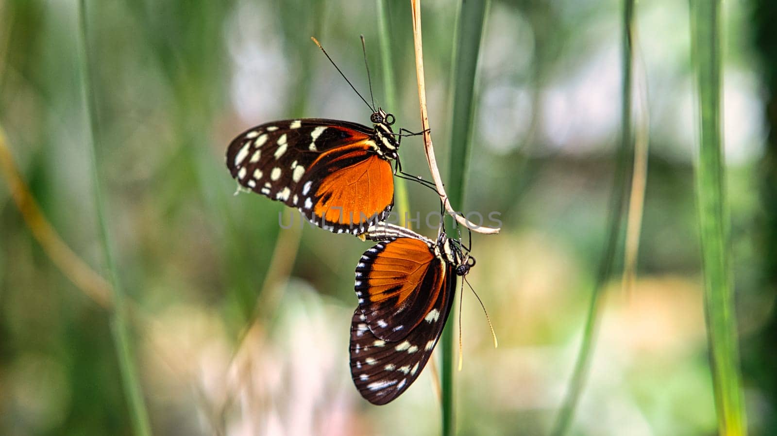 colorful butterfly on a leaf, flower. elegant and delicate. detailed pattern of wings. Cropped insect in closeup