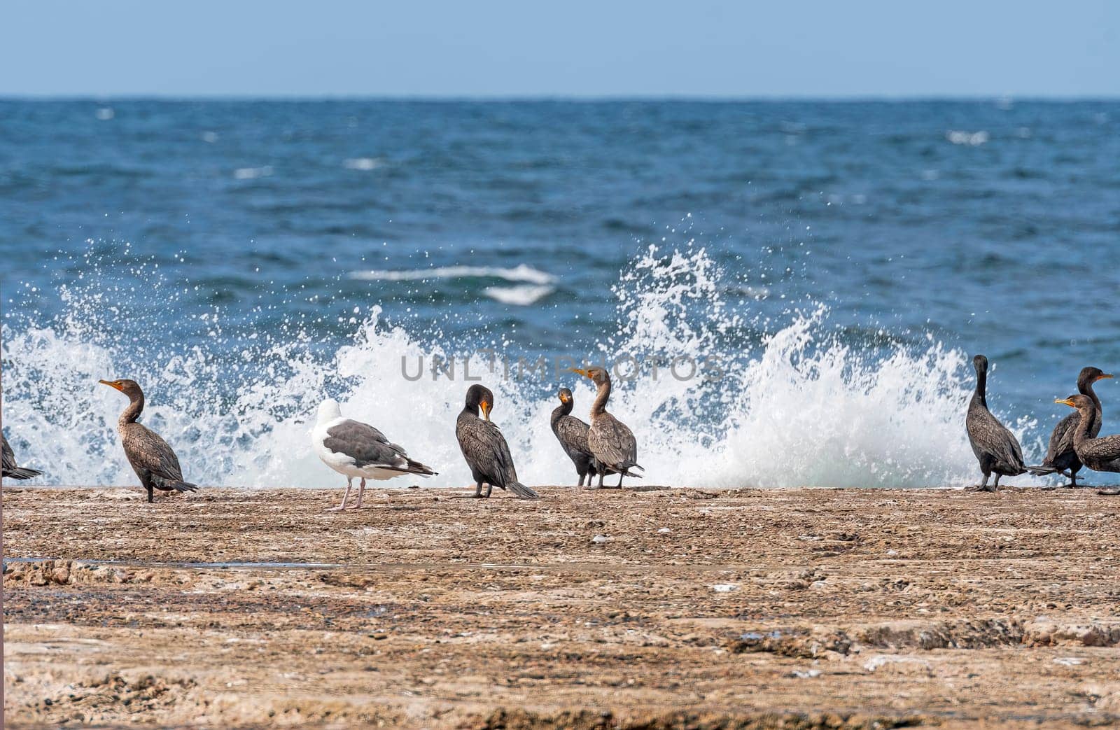Waves Crashing Behind the Birds in Cape Breton Highlands National Park in Nova Scotia