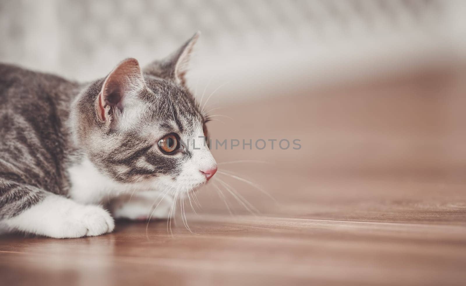 Little striped kitten hunting in the apartment. Domestic animal indoors.
