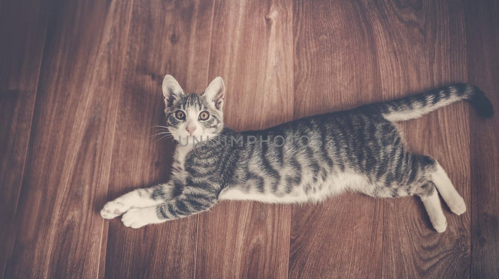 Little gray kitten lying on the floor indoors. Concept of friendship and love for pets.