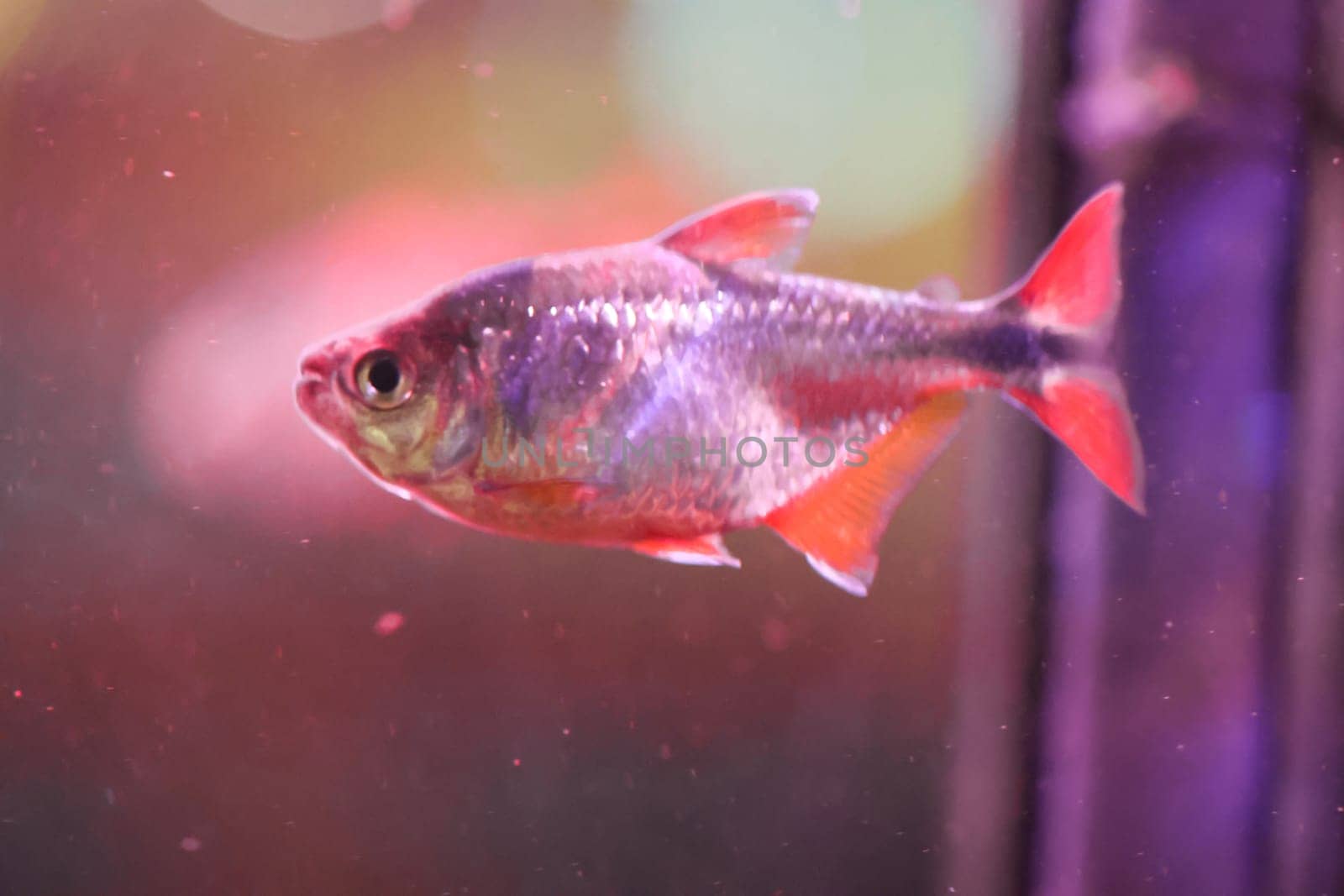 Close up of a fish in an aquarium.