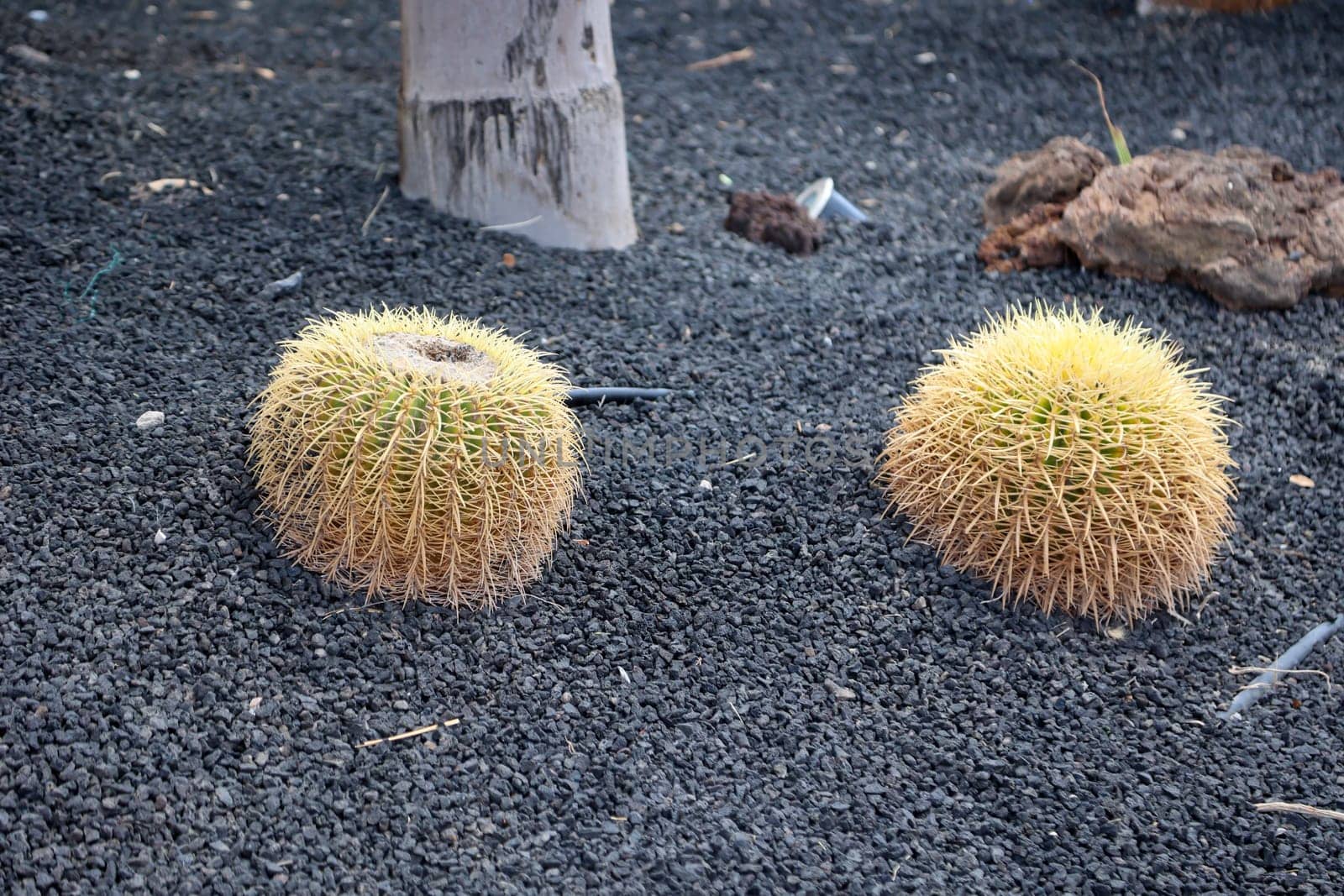 A large round cactus. Sometimes called mother in law chair.
