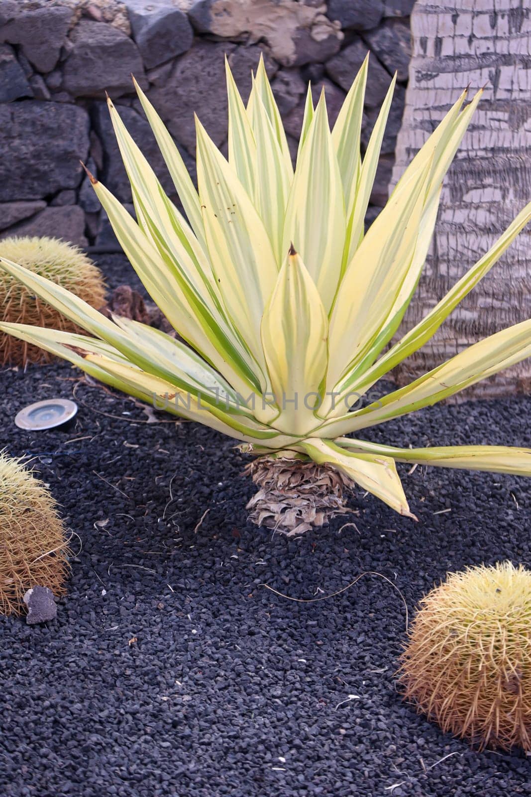 Portrait of an agave between several cacti.