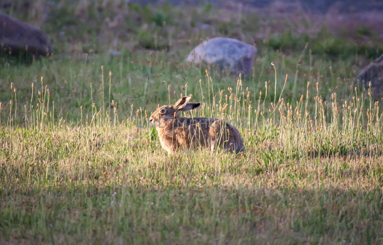 A hare in the evening at the edge of a meadow.