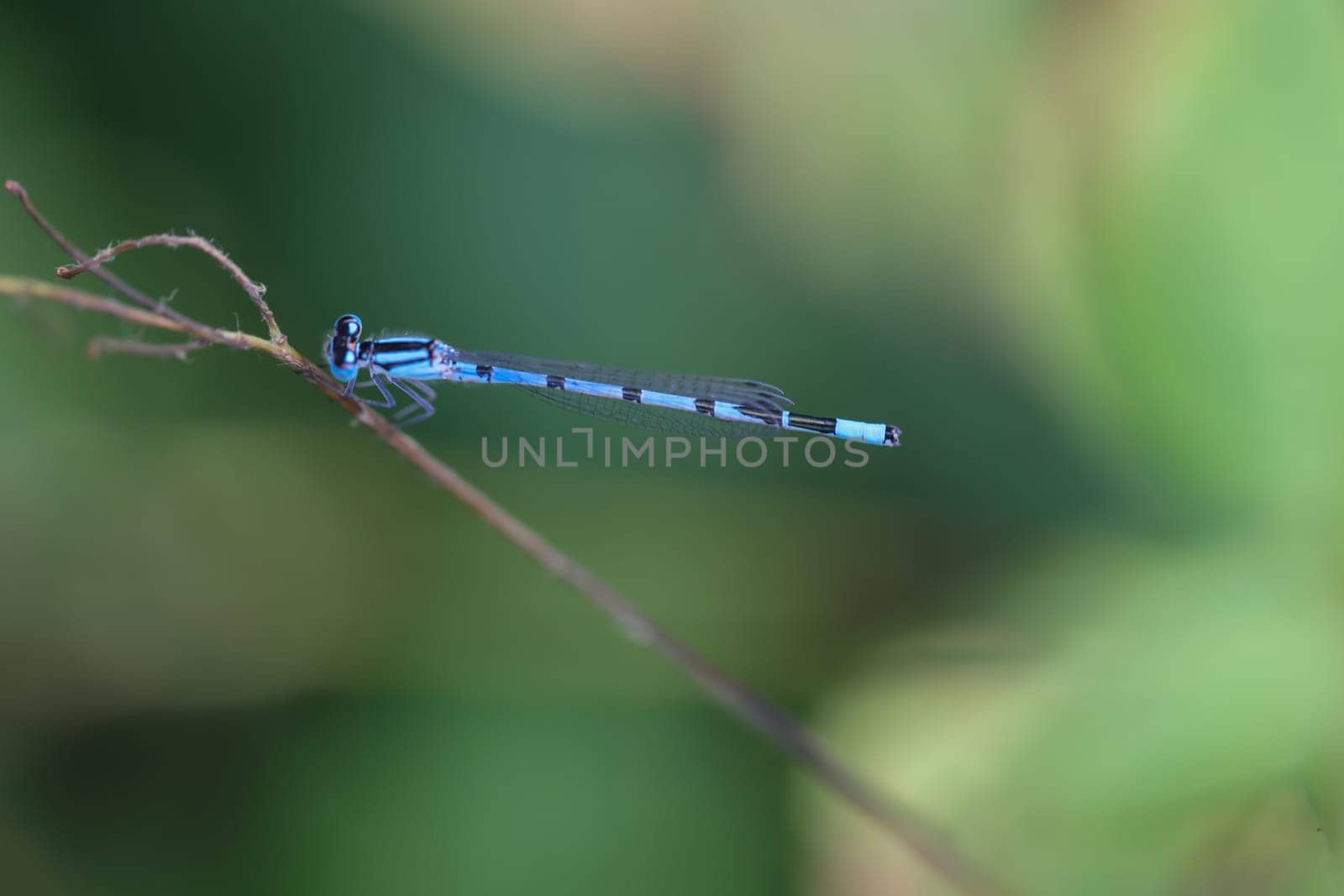 Close up of azure damselfly on a plant.