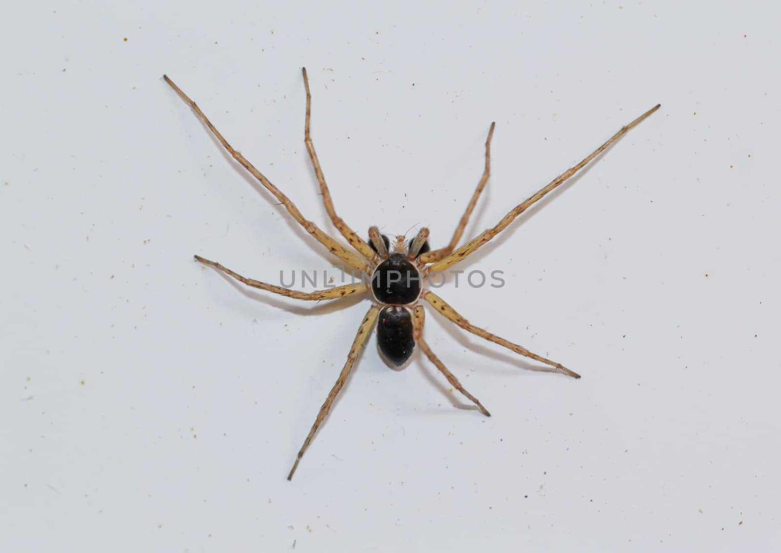 A two-color flat stretcher on a white surface. Portrait of a spider.