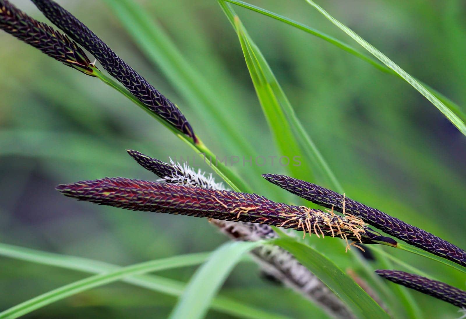 Close-up of a sedge that belongs to the sour grass family.