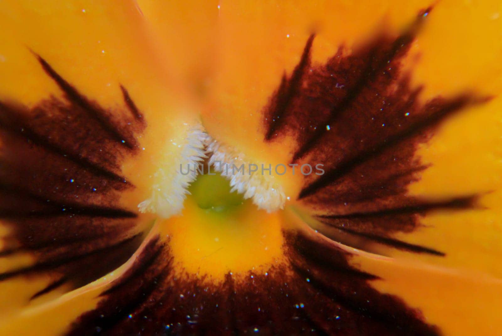 A close up of an orange yellow pansy.
