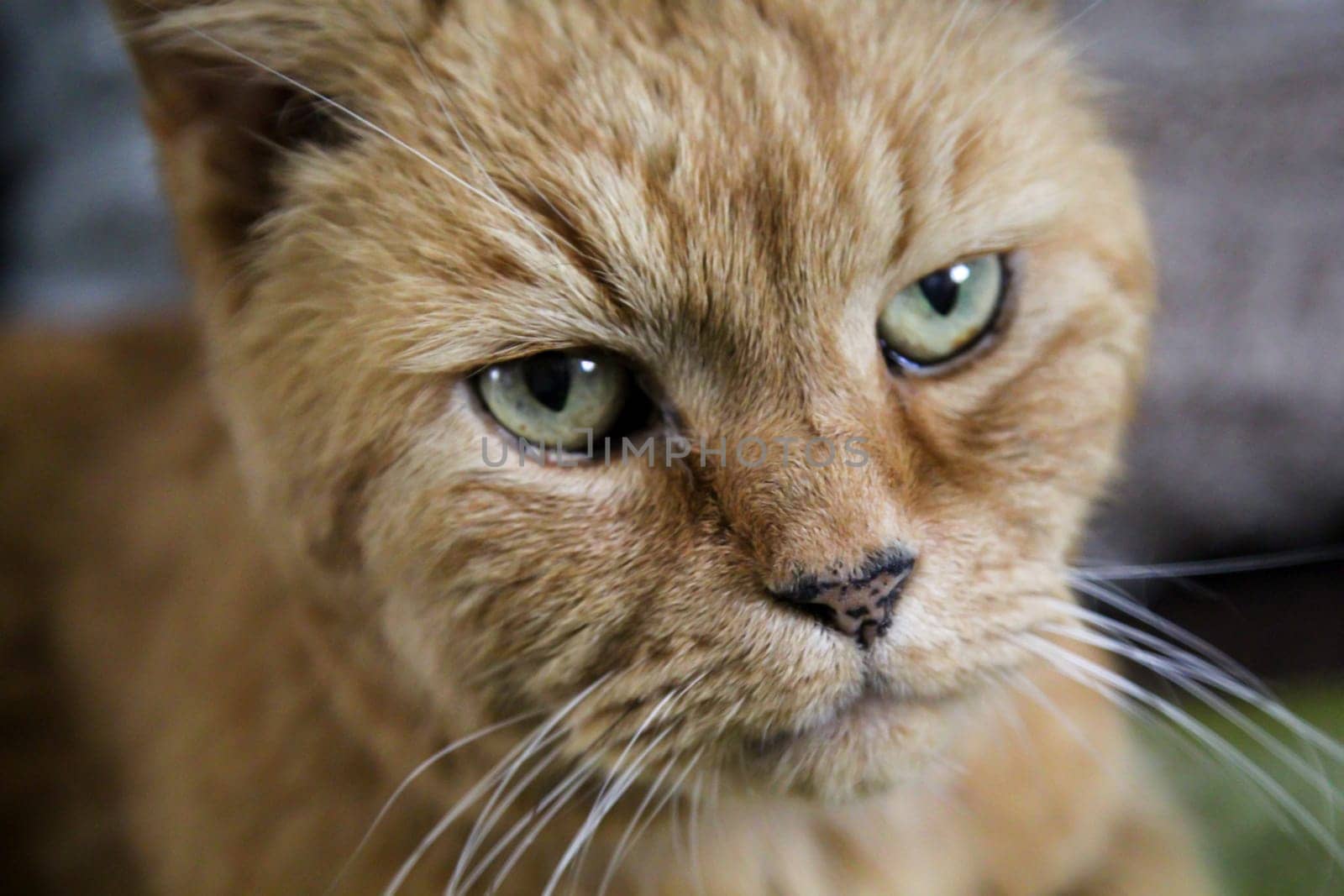 A beautiful portrait of a reddish tabby cat.