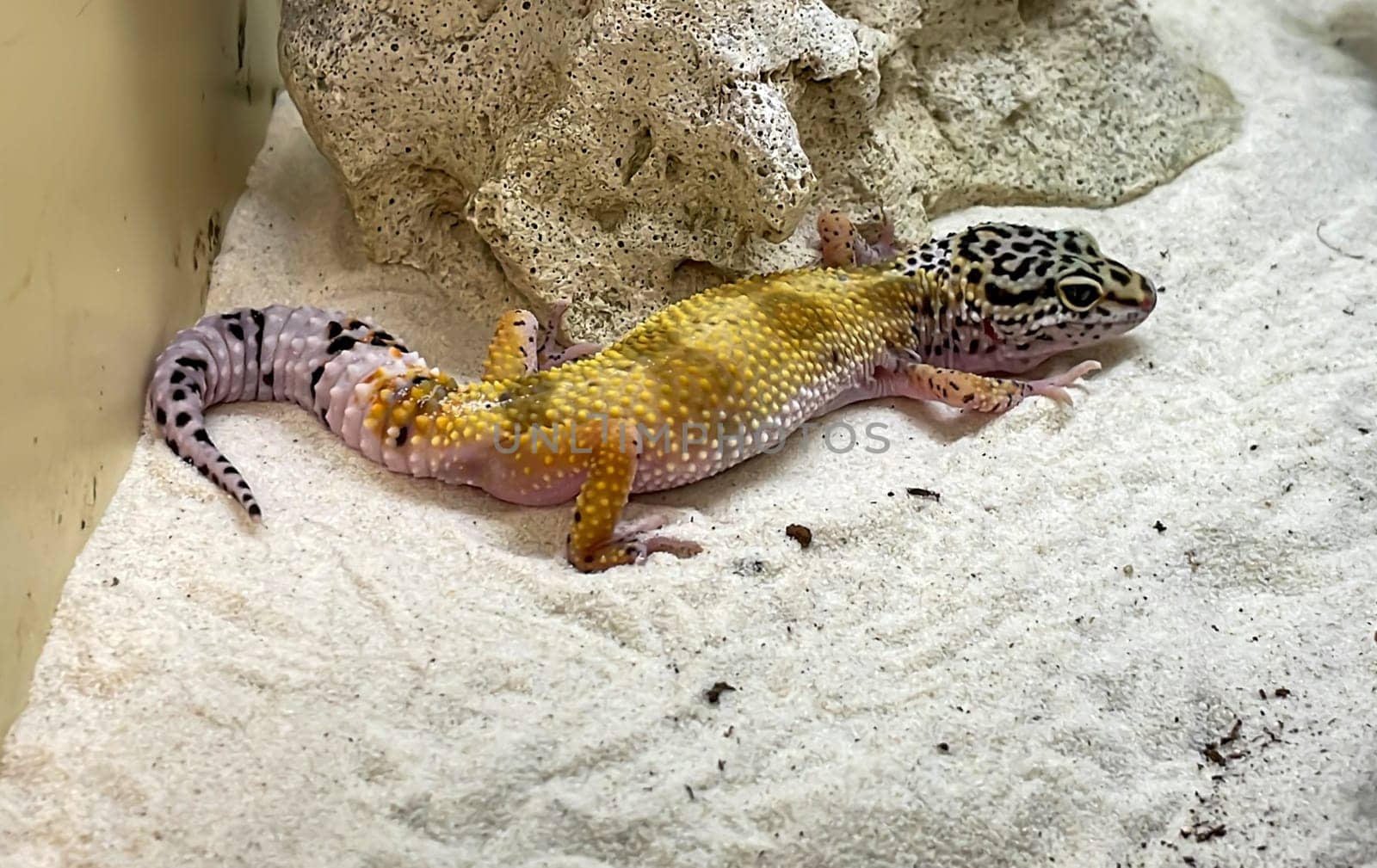 Portrait of a leopard gecko. Each of the animals looks differently drawn than the others.