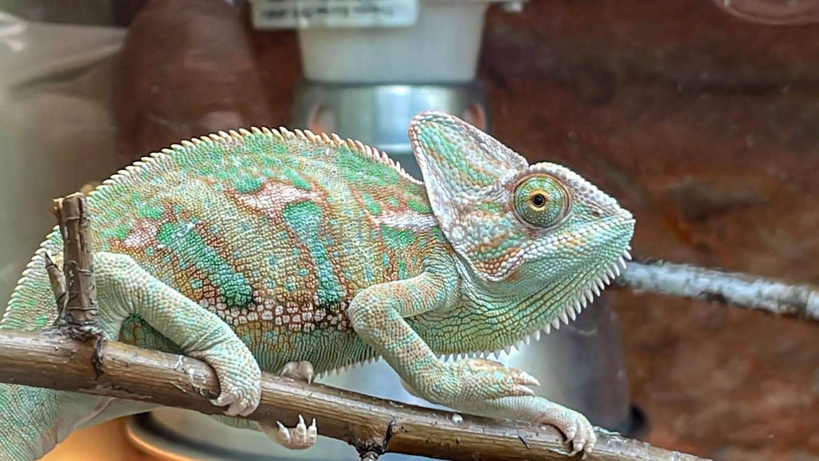 A Chile Camelion in the terarium. Portrait of a Camelion.
