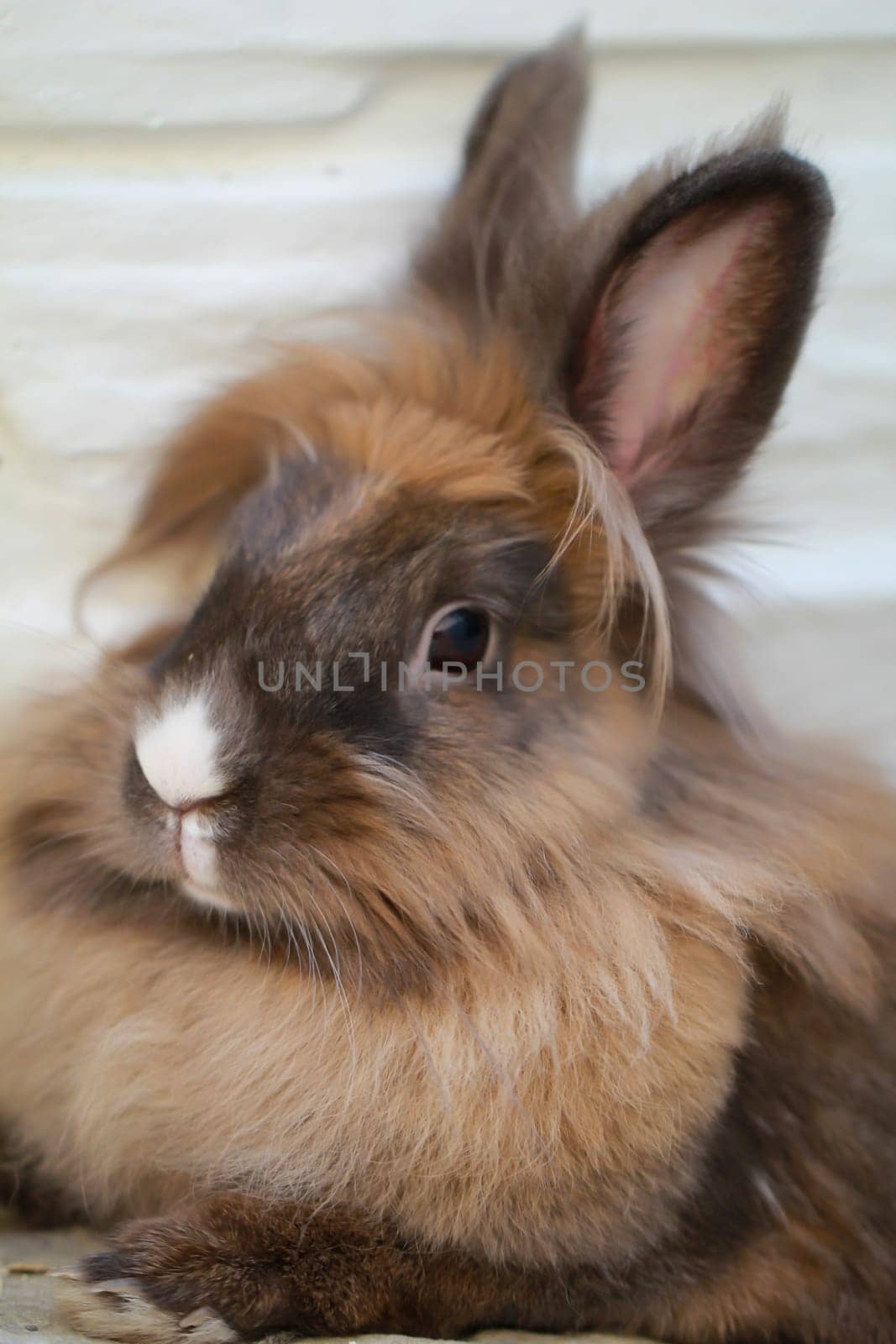 Close-up of a dwarf rabbit. Here a lion head.