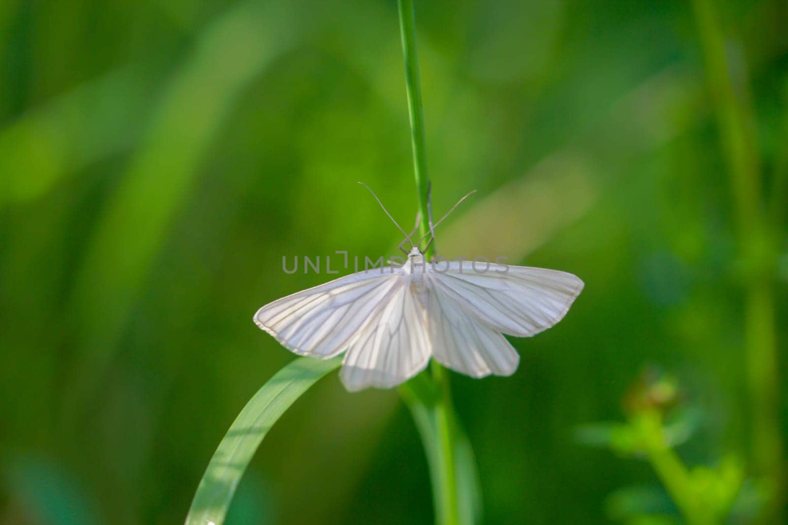 Hard hay moth in green grass. Very shy moth.