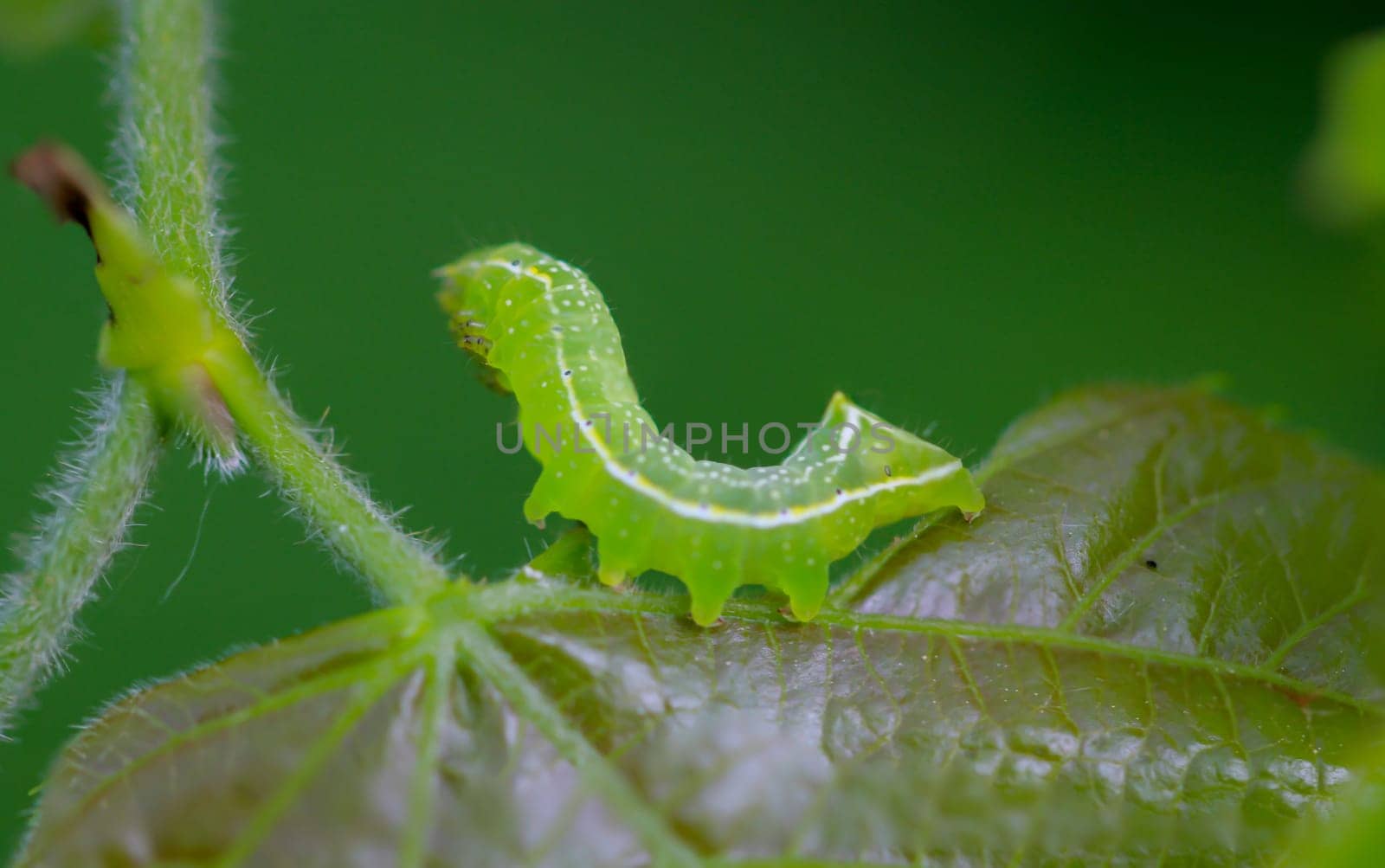 Close up of a pyramid owl caterpillar on a leaf.