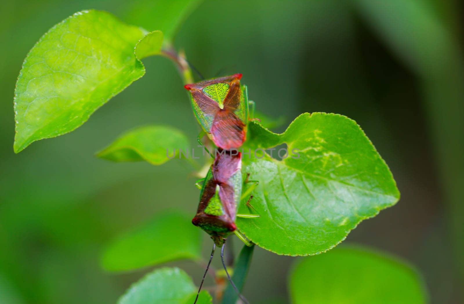 Close up of two trefoil spiny bugs mating.