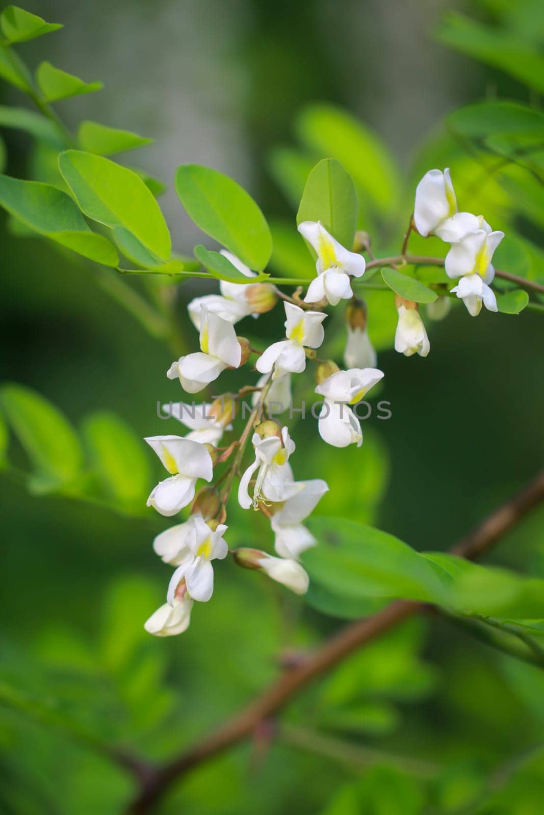 The beautiful white flowers of a black locust tree and its green leaves.