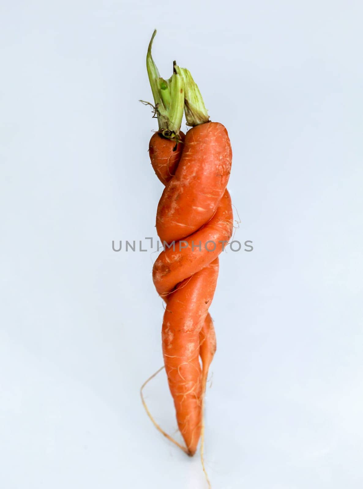 Two specially shaped carrots. Two carrots embraced on white background.