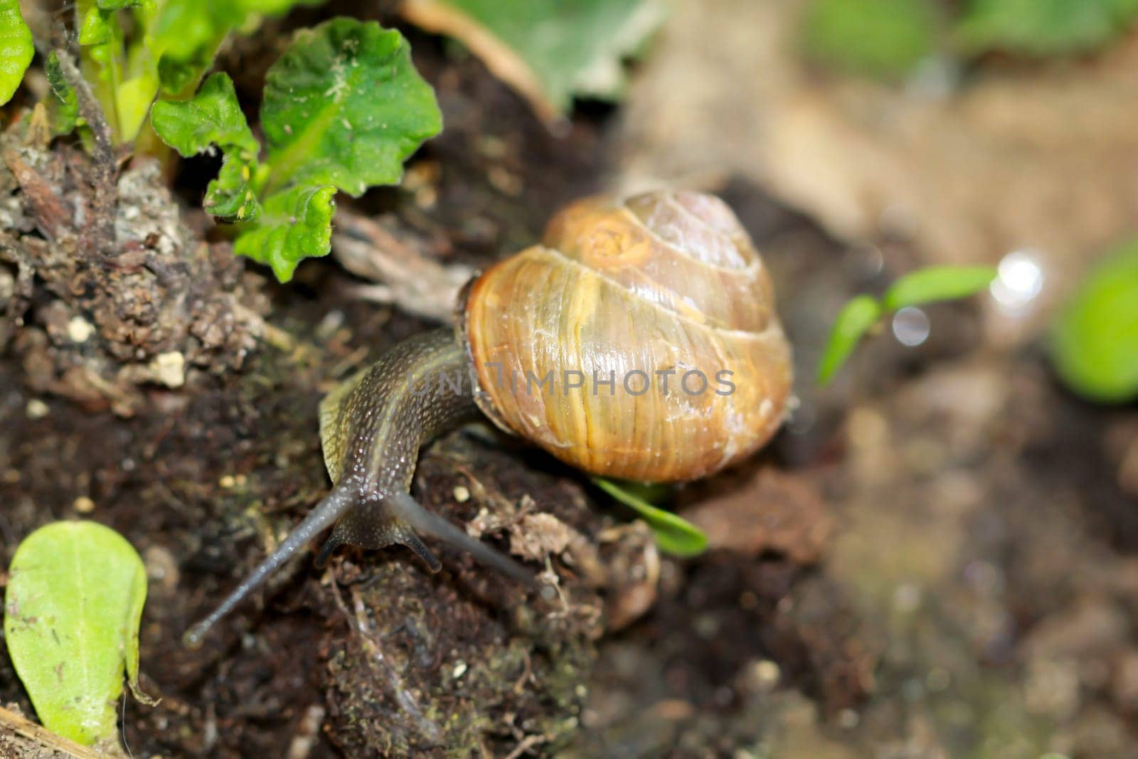 A Roman snail slimes itself across the soil of a flower bed.