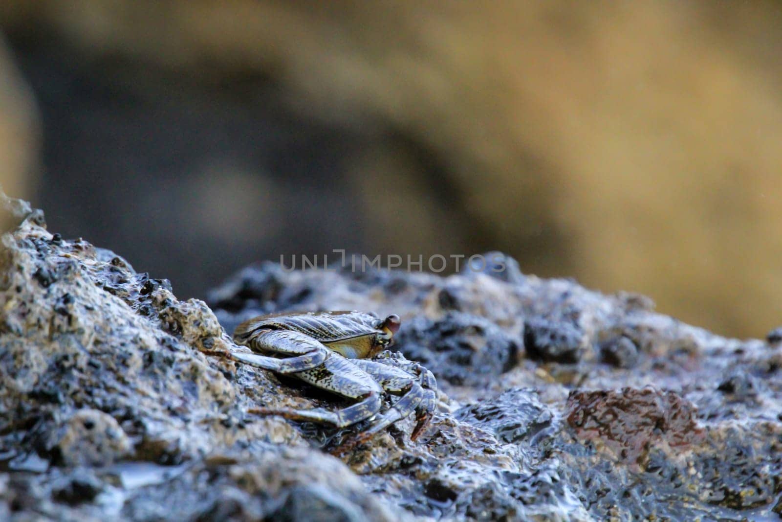 A cliff crab, or rock crab on a rock on the coast of the Atlantic Ocean.